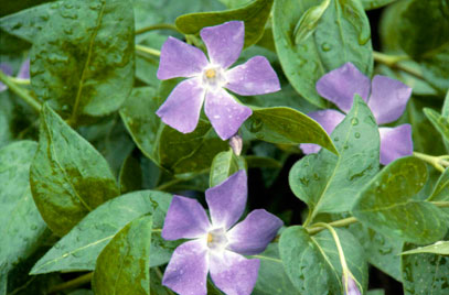 periwinkle