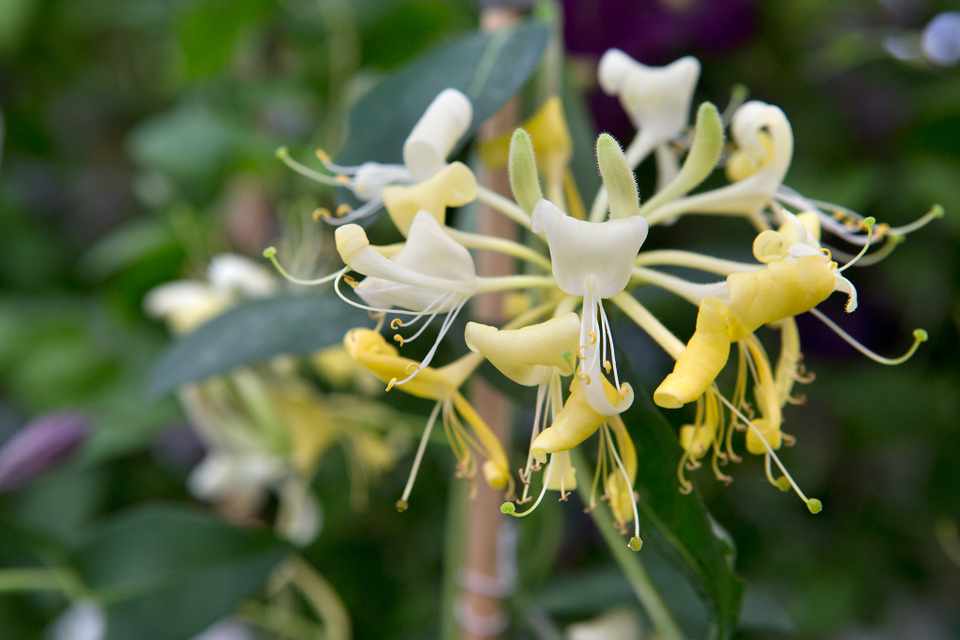honeysuckle