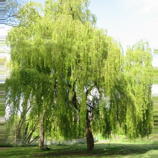 WHITE-WILLOW