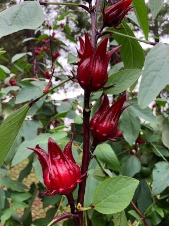 roselle