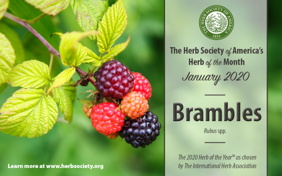 HOM Brambles