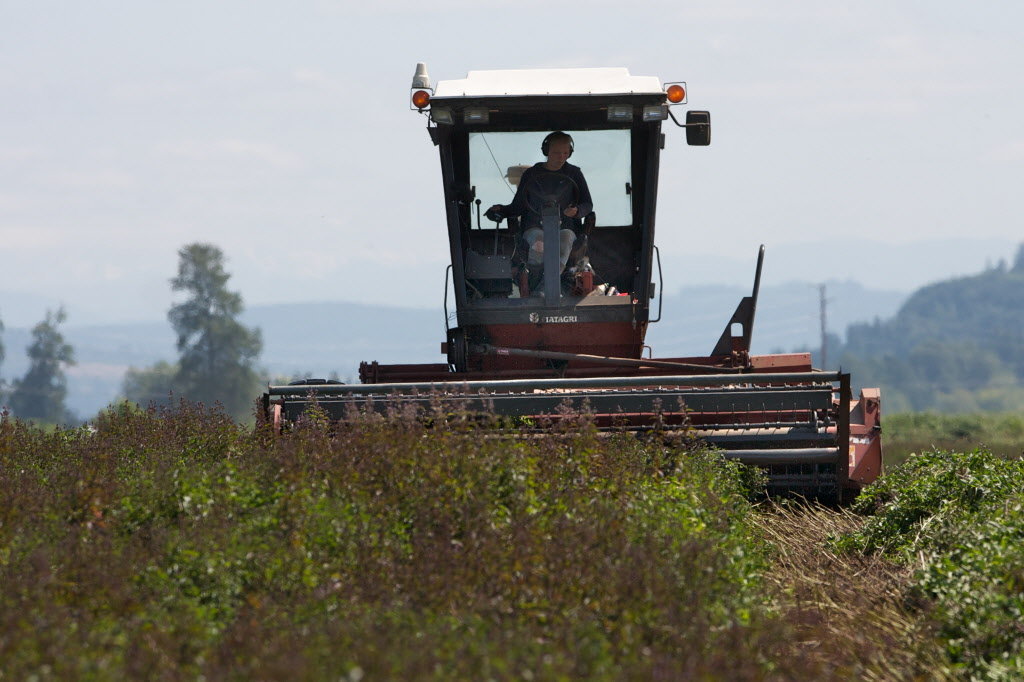 mint1jpg-729de37e0782a65b