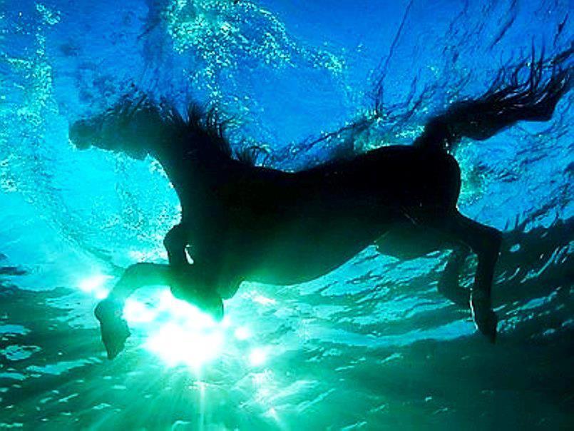 water horse pic