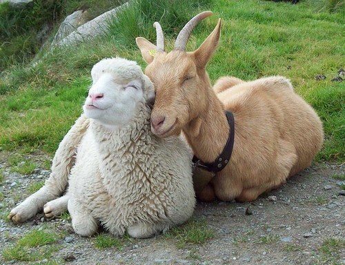 Lamb or Goat
