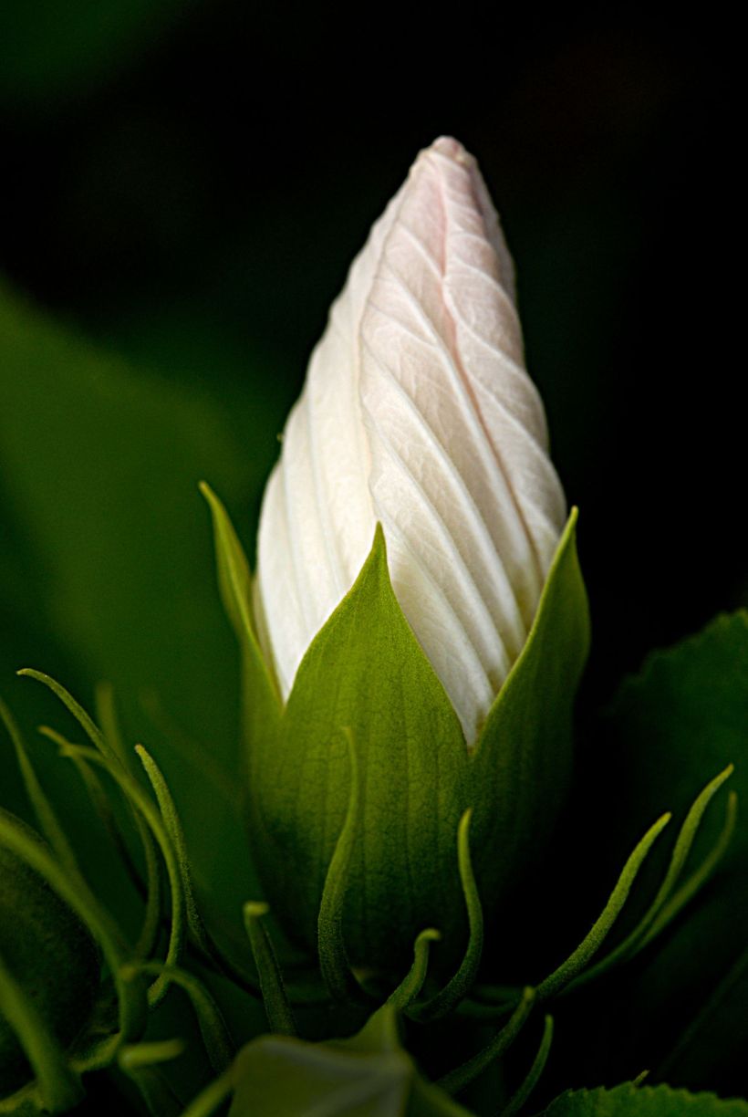 An Alphabetical List of Tropical Flower Names With Facts ...