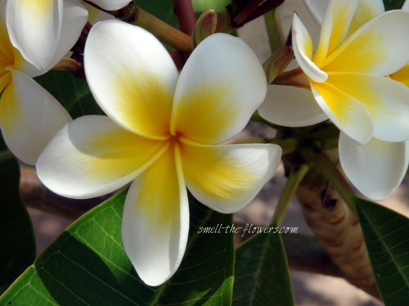 The Tropical Plumeria | smell the flowers blog