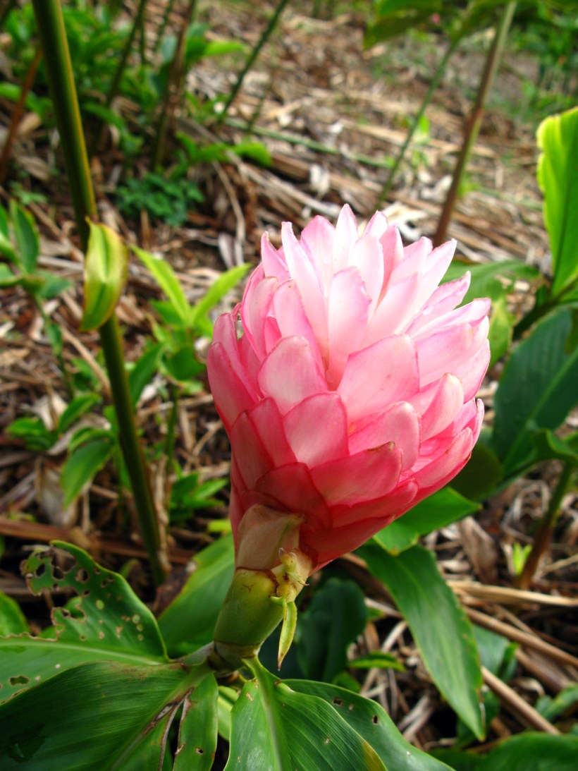 Tropical Flowers – Wailea Agricultural Group