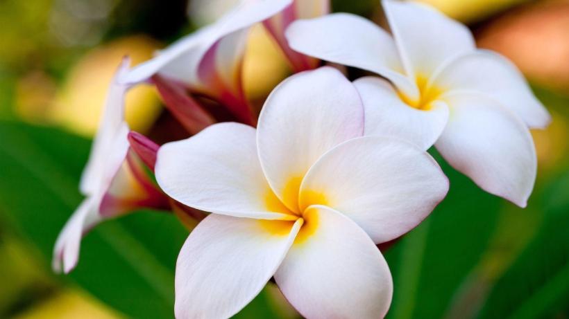 Hawaiian Flower Wallpapers - Wallpaper Cave