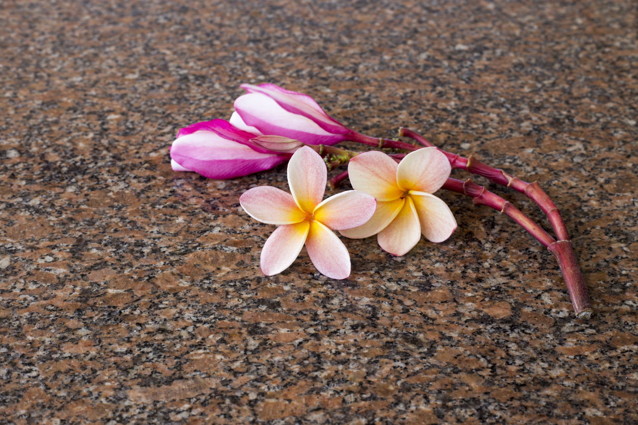 An Alphabetical List of Tropical Flower Names With Facts ...