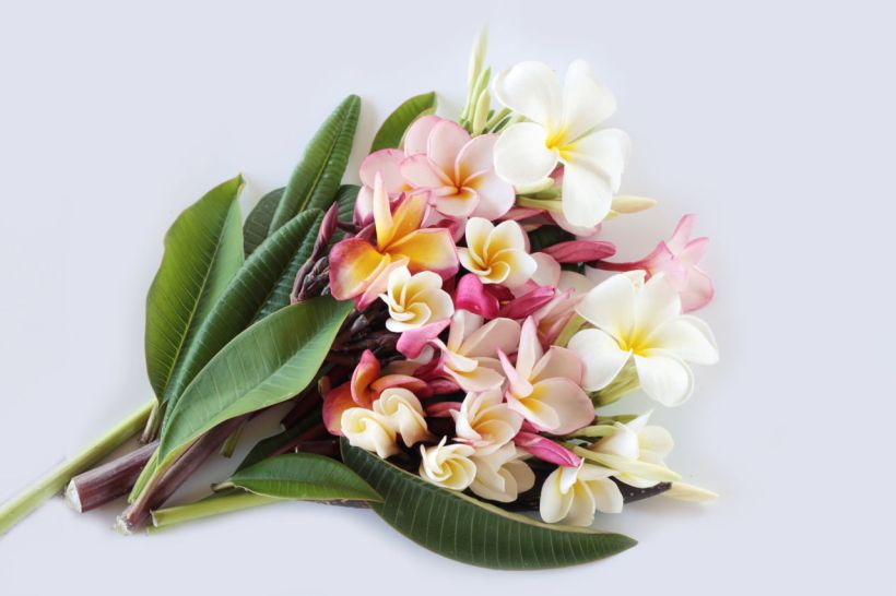 An Alphabetical List of Tropical Flower Names With Facts ...