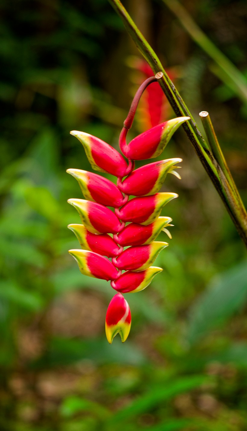 [45+] Beautiful Hawaiian Flowers Wallpaper Images on ...
