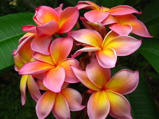 Hawaiian Lei Traditions | Kauai Kolea