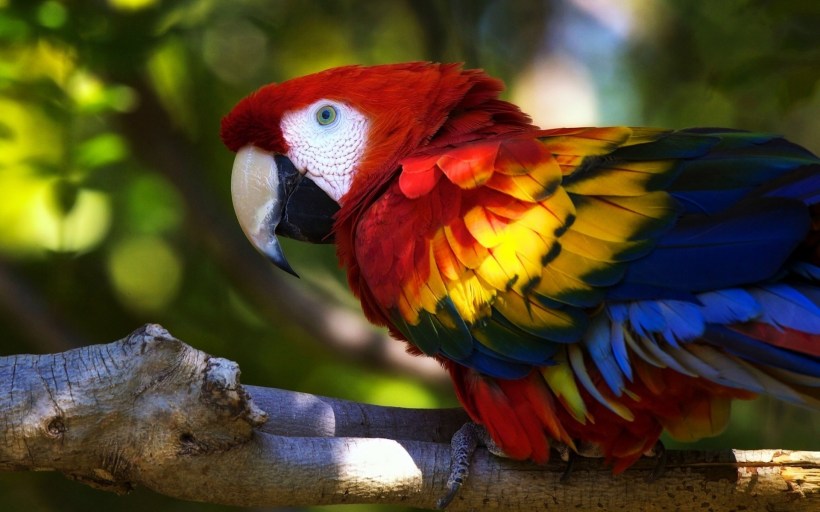 parrot, Animals, Birds, Colorful Wallpapers HD / Desktop ...