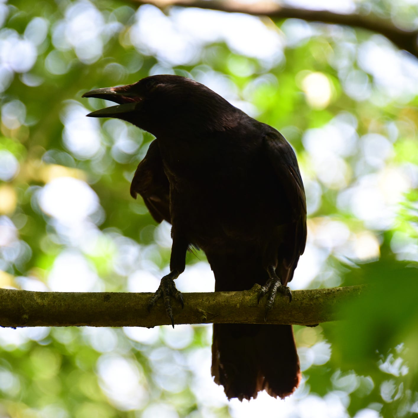crow perched on a tree branch
