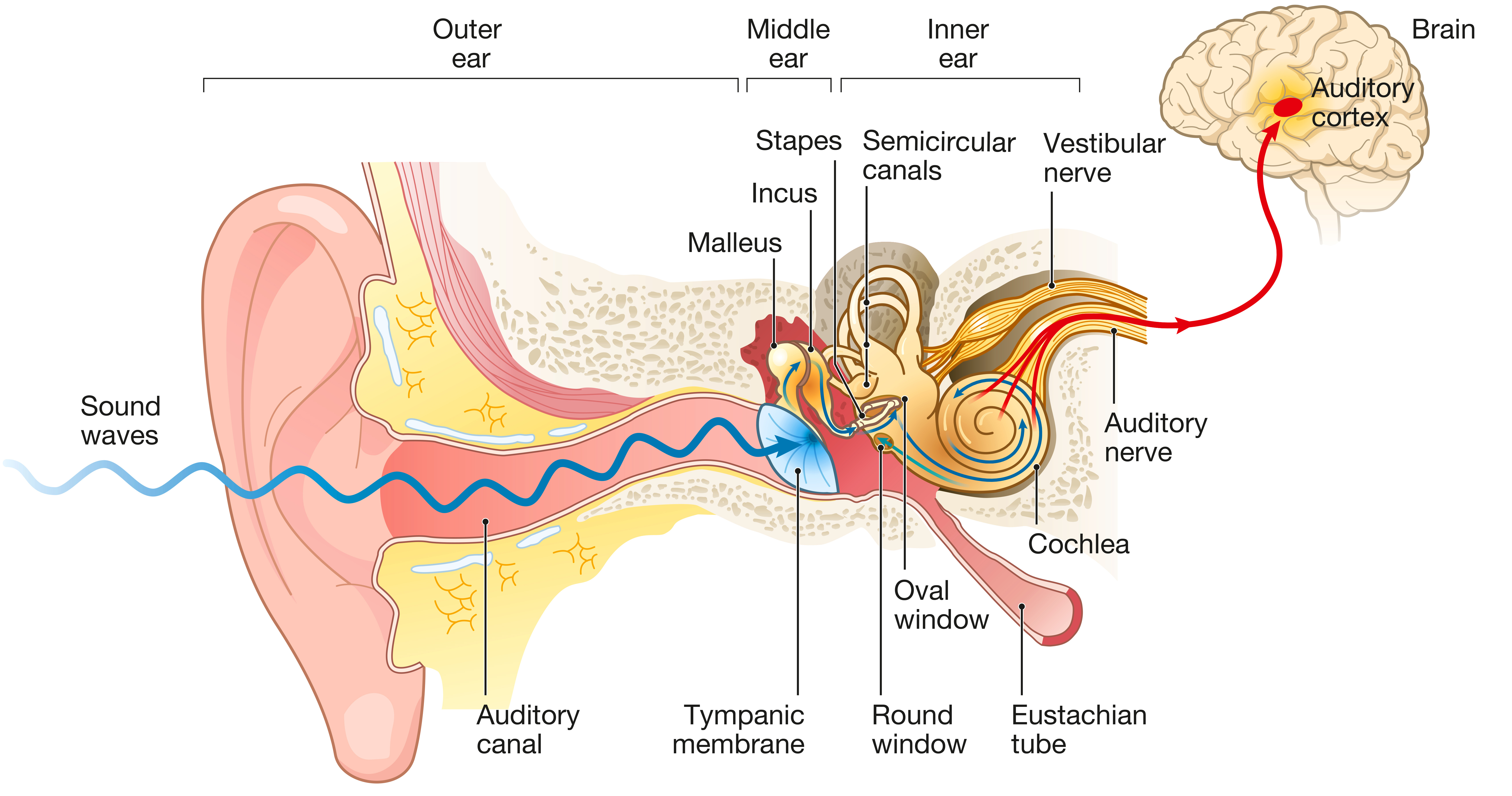Auditory | Overview | Medical EPSS